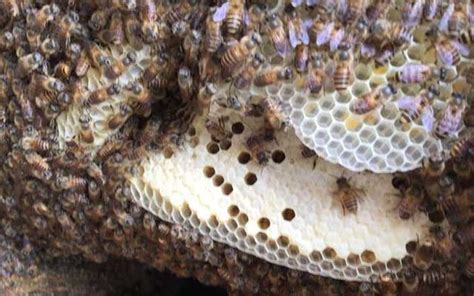 天珠是什麼 驅趕蜜蜂築巢